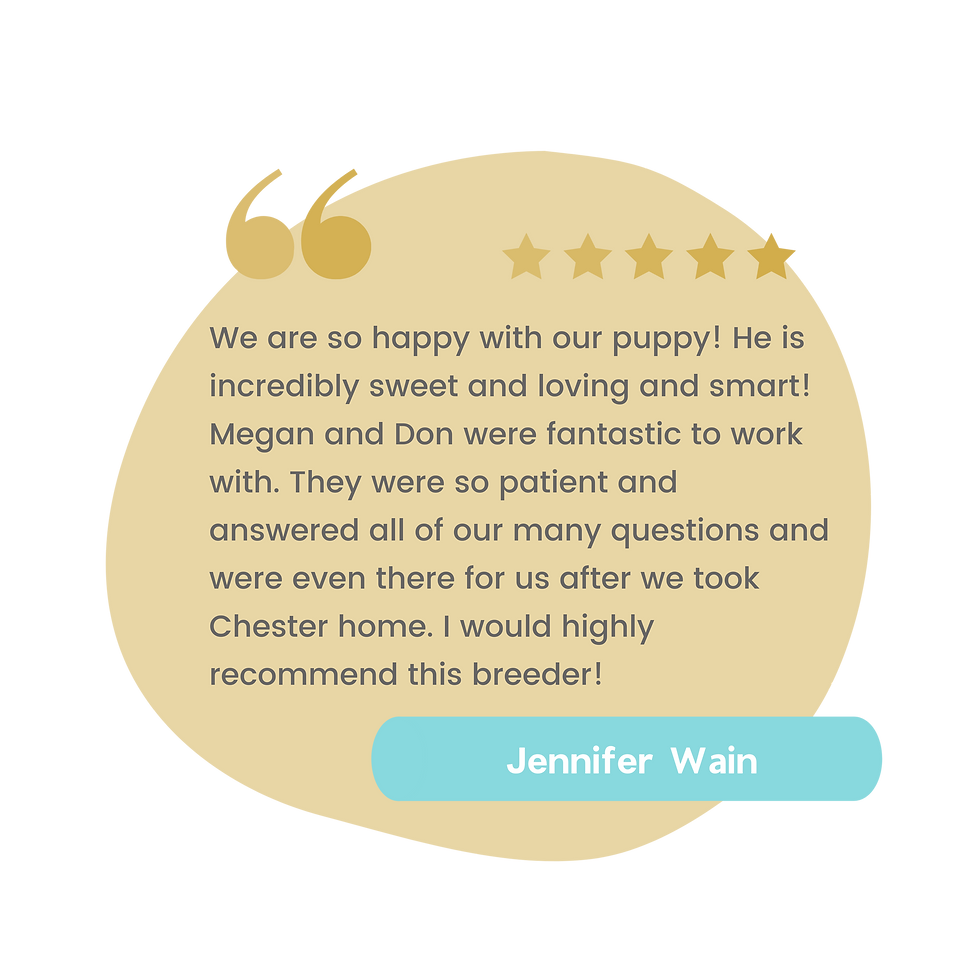 Cream Puff Labradoodles Review