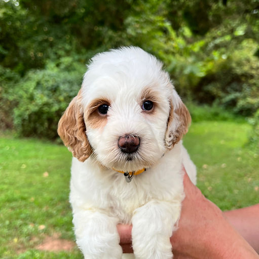 Medium female Australian Labradoodle puppy for sale near NYC