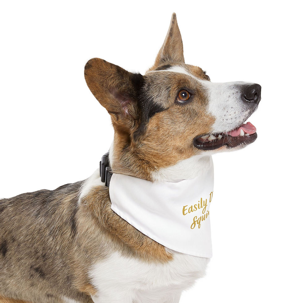 Thumbnail: Easily Distracted by Squirrels Signature Pet Bandana Collar