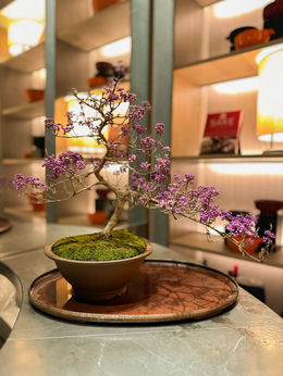 Century-old flowering bonsai displayed on the stone bar at Janu Bar Tokyo