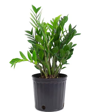 ZZ Plant