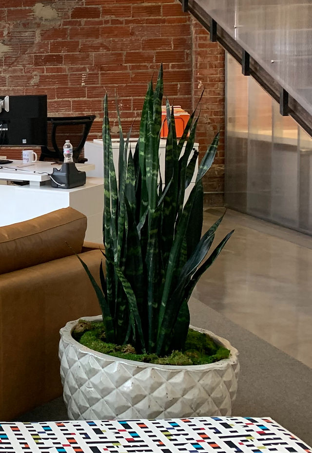 Sansevieria zeylanica