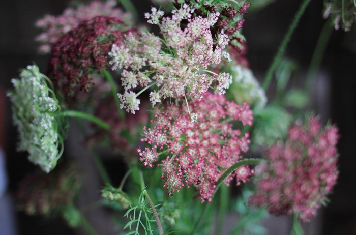 Chocolate Lace flower
