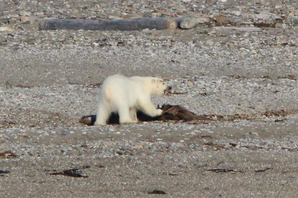Polar bear standing over a carcass on a rocky beach, with a cold, barren shoreline in the background.