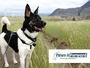 Paws it Forward Dog Rescue 
