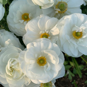 FAREWELL TO RANUNCULUS 