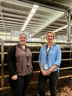 Jimmy Cox from Nutfield showcasing a well-finished line of Herefords that drew strong buyer interest