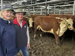 Hereford heifers with calves at foot hit $2650 at Yea store cattle sale