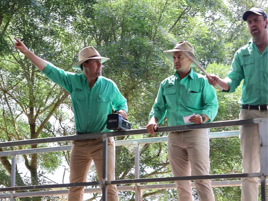 The smallest cattle sale just delivered the week's best market returns