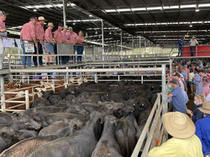 Yea lighter, weaner steers climb back to 700 cents a kilogram