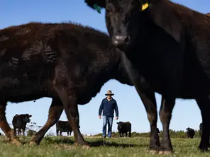 Australian farmers fear risks as Trump administration claims win on US beef ban