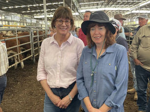 Northern buyers pick up Yea cattle at its first weaner sale for the year