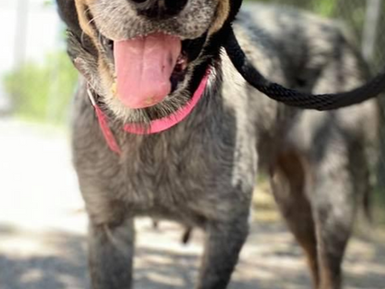 Best Friends Awards PVAS for Transformational Lifesaving Change