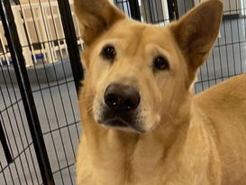 Pets of the Week (August 9-15)