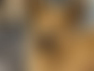 Pets of the Week (August 9-15)