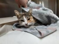 palm valley adoption center