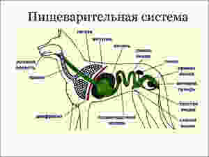 Пищеварительная система собаки