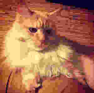 Кот Каспер