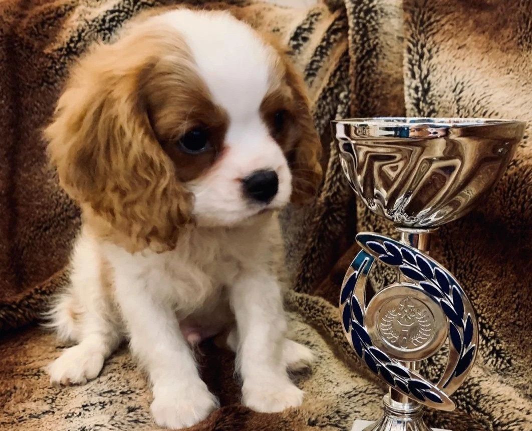 nuzhno li sterilizovat sobak