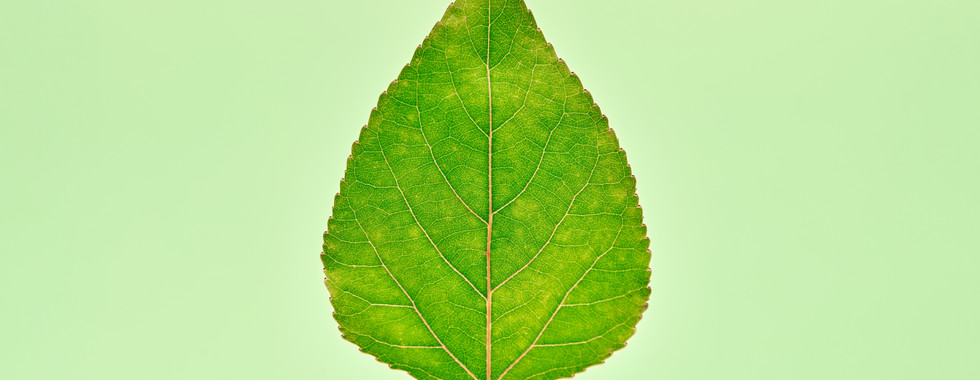 single green leaf