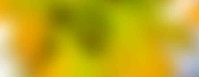 leaves in various shades of light green and yellow