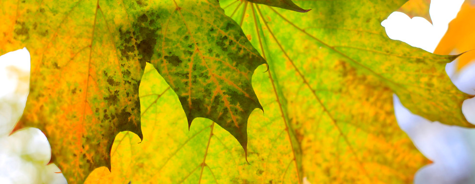 leaves in various shades of light green and yellow