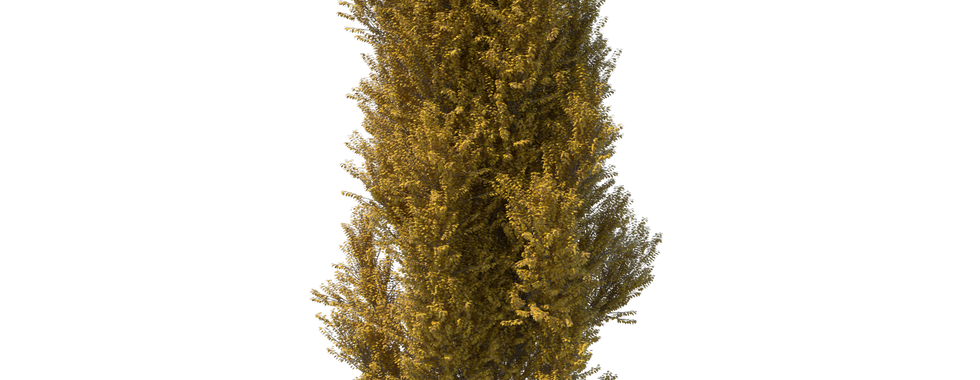 shrub or tree in a dark green color