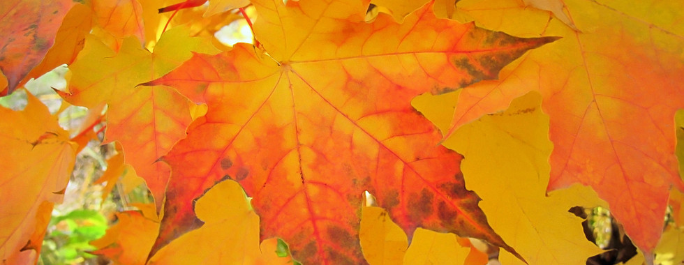 leaves in orange shades