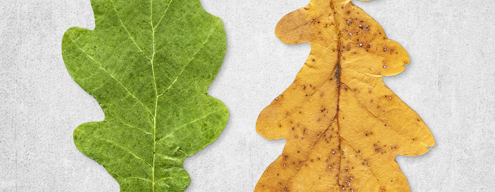 close up of leaves in different stages, green to fall yellow