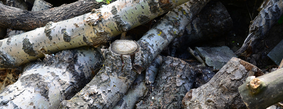 tree logs and branches laying in a pile