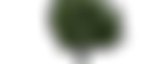 tree with green leaves, shaped round