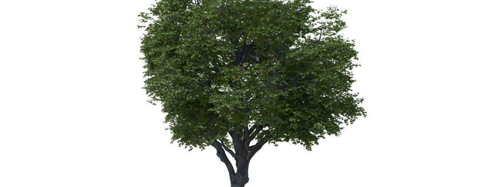 tree with green leaves, shaped round