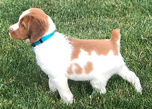 T_puppy-pt.jpg