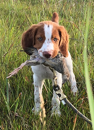 T-puppy-bird-in-mouth.jpg