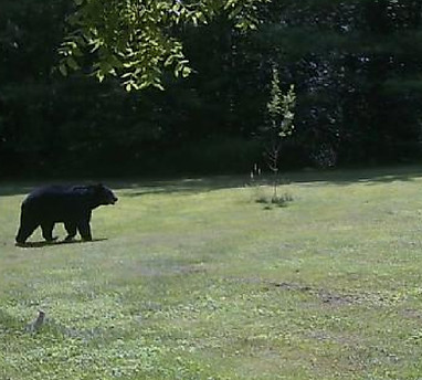 bear meadow-80.jpg