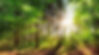 foret.jpg