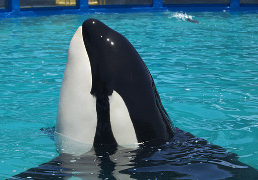 Finally Free: Lolita the Orca