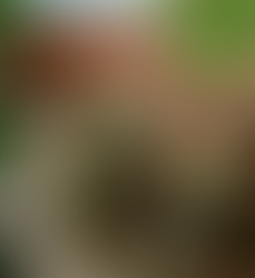 Bruschetta met salade