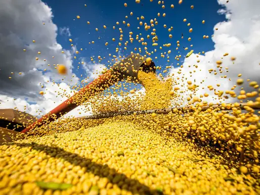 Safra recorde e queda do dólar devem reduzir o preço dos alimentos