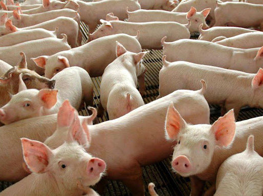 SUÍNOS: Competitividade cresce frente às carnes substitutas