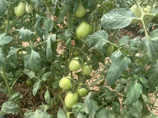 TOMATE: Chuva no interior de SP reduz oferta nos atacados, e preços sobem