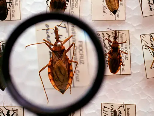 Ministério da Saúde Destina R$ 12 Milhões para Combater a Doença de Chagas: O que Minas Gerais Precisa Saber
