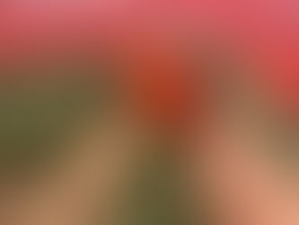 Cultivo protegido impulsiona produção de tomate híbrido em Alagoas