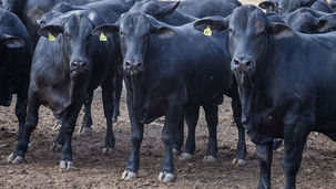 O Novo Padrão de Rentabilidade na Pecuária de Corte: Como a Tecnologia e a iLPF Estão Blindando as Margens Contra o Ciclo da Carne