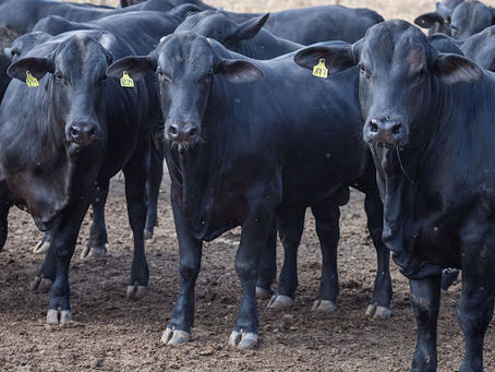 O Novo Padrão de Rentabilidade na Pecuária de Corte: Como a Tecnologia e a iLPF Estão Blindando as Margens Contra o Ciclo da Carne