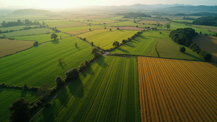 Exportações no Agro Brasileiro: Desafios e Oportunidades no Ajuste da Piccin