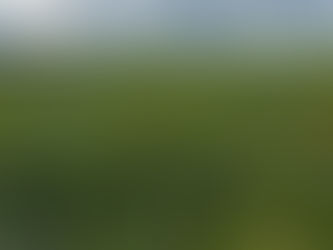 Fotografia de plano médio mostrando uma planta de caruru-gigante (Amaranthus palmeri) se sobressaindo em altura em meio a uma lavoura de soja, destacando sua inflorescência densa e robusta.