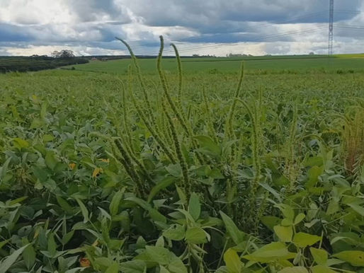 Fotografia de plano médio mostrando uma planta de caruru-gigante (Amaranthus palmeri) se sobressaindo em altura em meio a uma lavoura de soja, destacando sua inflorescência densa e robusta.