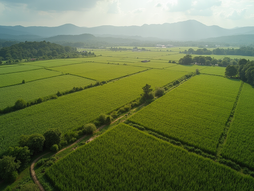 Impactos da Redução na Safra de Açúcar em MG e o Crescimento Notável da Produtividade Agrícola