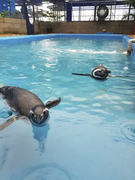 Pinguins resgatados na costa brasileira.